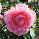 Rose Kathleen's Rose 4L Pot NGW