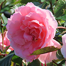 Rose Kathleen's Rose 4L Pot NGW