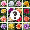 Rose Nurseryman's Choice 4L Pot NGW