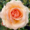 Rose Lynda Bellingham 4L pot NGW