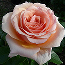 Rose Paul's Rose 4L pot NGW