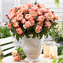 Rose 'Marie Curie' 4L pot NGW