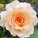 Rose Marjorie Marshall 4L pot NGW