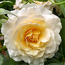 Rose Marjorie Marshall 4L pot NGW