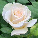 Rose China Wedding 20th Anniver. 4L pot NGW