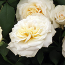 Rose Rebecca's Rose 4L Pot NGW