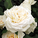 Rose Rebecca's Rose 4L Pot NGW