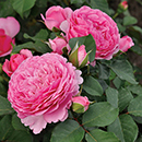 Rose Chris' Rose 4L Pot NGW