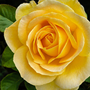 Rose Our John 4L pot NGW