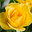 Rose You Are My Sunshine 4L pot NGW