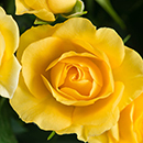 Rose The Brownie 4L pot NGW