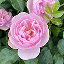 Rose To My Wonderful Wife 4L pot NGW