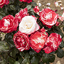 Rose Nostalgia 4L pot NGW