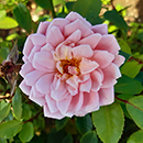 Rose Jennifer's Rose 4L Pot NGW