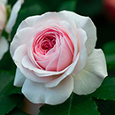 Rose Octavia Hill 4L Pot NGW