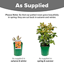 Rose Oranges & Lemons (Papagena) 4L pot NGW