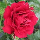 Rose Special Grandad 4L pot NGW