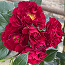 Rose Special Grandad 4L pot NGW