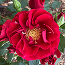 Rose Paisley Abbey 4L Pot NGW