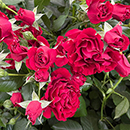 Rose Paisley Abbey 4L Pot NGW