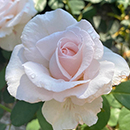 Rose Simon's Rose 4L Pot NGW