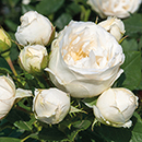 Rose Lovely Lauren 4L pot NGW