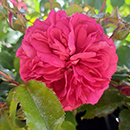 Rose Elizabeth's Rose 4L pot NGW