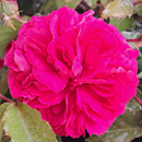 Rose Jane Austen's Persuasion 4L Pot C NGW