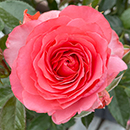 Rose Best Friends Forever 4L pot NGW