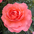 Rose Spirit In The Sky 4L pot NGW