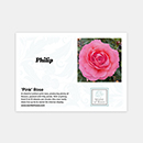 Rose Pink 4L pot NGW