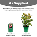 Rose Pink 4L pot NGW