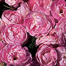 Rose Pearl Wedding 30th Anniversary 4L pot NGW