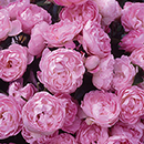 Rose Mary's Rose 4L pot NGW