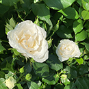 Rose Cotton Wedding 2nd Anniver. 4L NGW