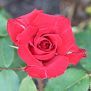 Rose Pride of England 4L pot NGW