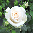 Rose Happy Birthday White 4L pot NGW