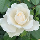 Rose Diana, Princess of Wales 4L pot NGW