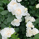 Rose Tin Wedding 10th Anniver. 4L pot NGW