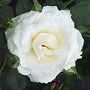 Rose Your Wedding Day 4L pot NGW