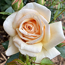 Rose Pure Gold 4L Pot NGW