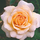 Rose Pure Gold 4L Pot NGW