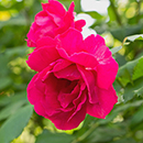 Rose Special Son 4L pot NGW