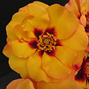 Rose George's Rose 4L Pot NGW