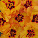 Rose George's Rose 4L Pot NGW