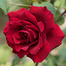 Rose James' Rose 4L Pot NGW