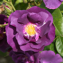 Rose Rhapsody in Blue 4L pot (ROTY 2003) NGW