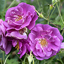 Rose Rhapsody in Blue 4L pot (ROTY 2003) NGW