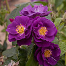 Rose Rhapsody in Blue 4L pot (ROTY 2003) NGW