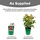 Rose Rhapsody in Blue 4L pot (ROTY 2003) NGW